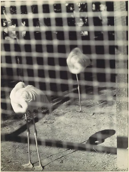 Birds in Hyperspace — Clarence John Laughlin