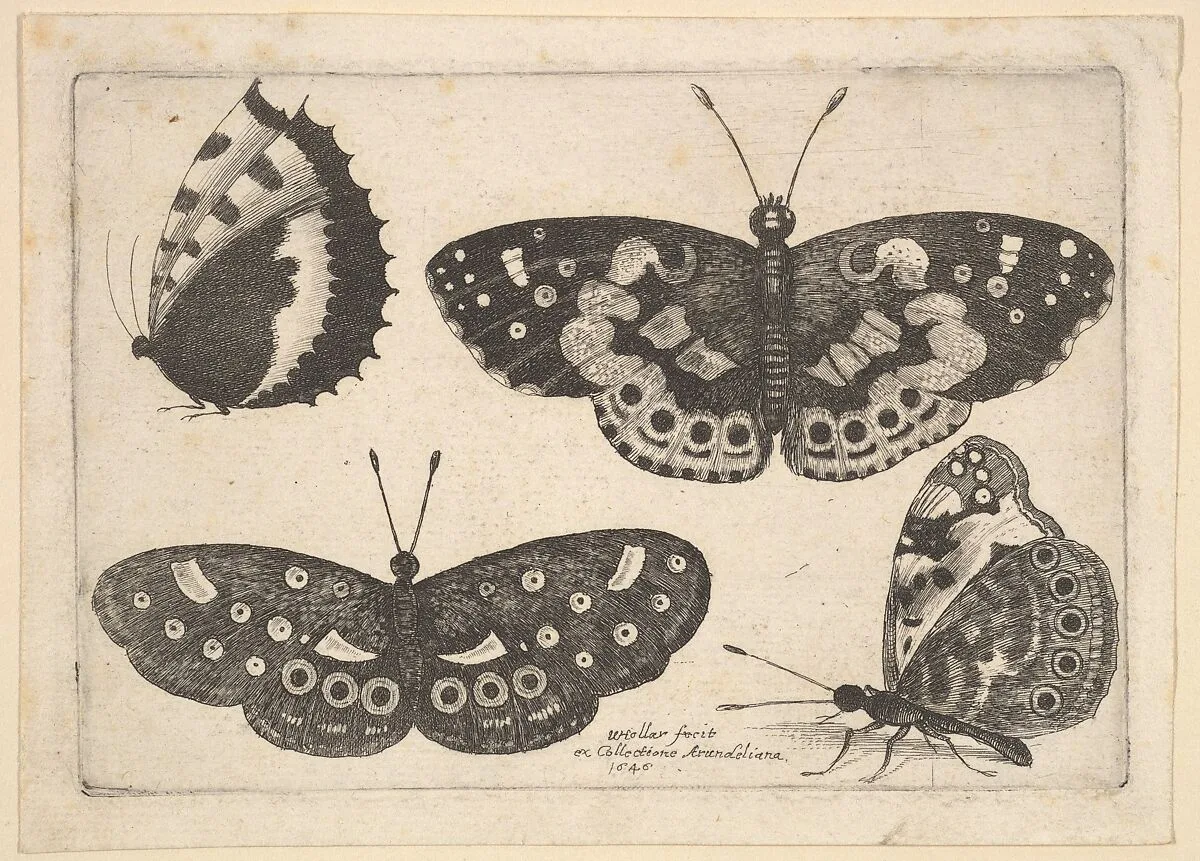 Four butterflies — Wenceslaus Hollar