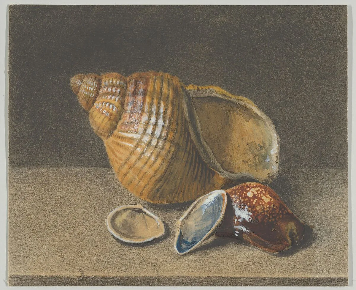 A Cowrie, and a Larger and Two Smaller Shells — Herman Henstenburgh|Anonymous