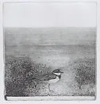 Common Ringed Plover — Charles Donker