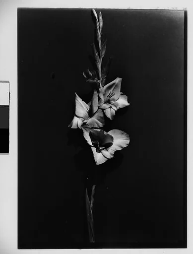 [Gladiola in Front of Backdrop, Darien, Connecticut]