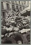 [Flower Display on Street, Barcelona, Spain]