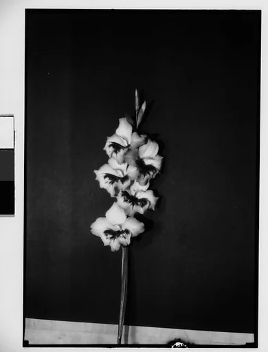 [Gladiola in Front of Backdrop, Darien, Connecticut]
