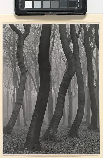 Beech Forest in Autumn — Albert Renger-Patzsch