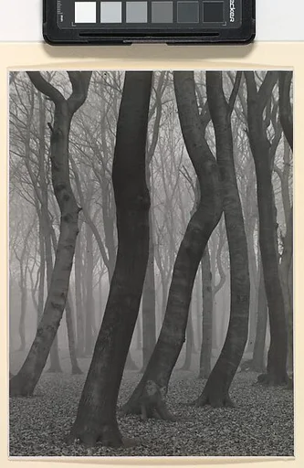 Beech Forest in Autumn