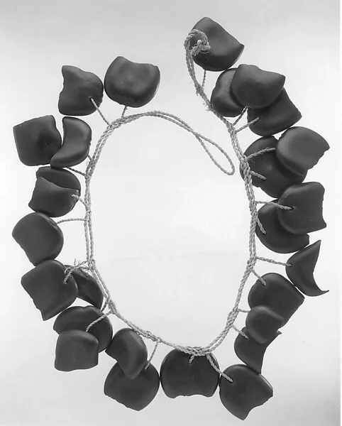 Pod rattle — Unknown