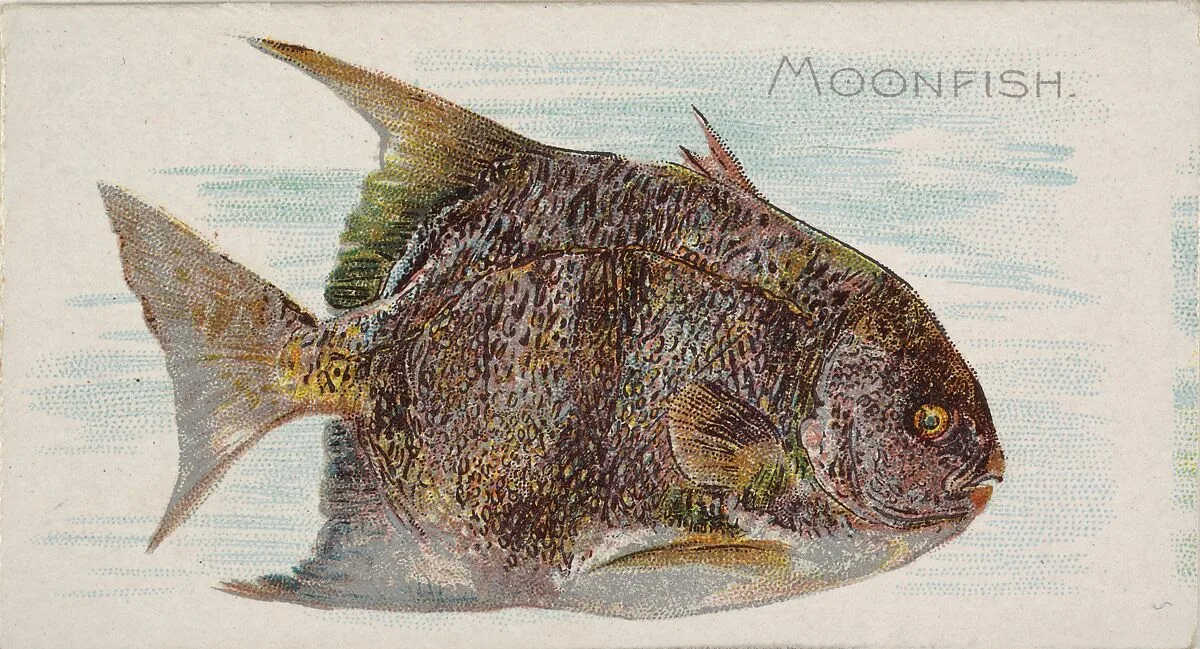 Moonfish, from the Fish from American Waters series (N8) for Allen & Ginter Cigarettes Brands — Allen & Ginter|Lindner, Eddy & Claus