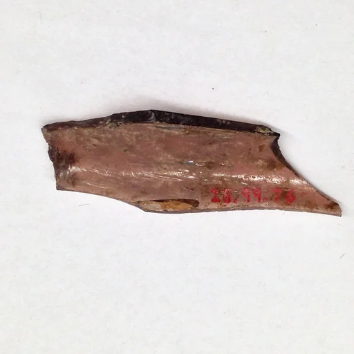 Fragment