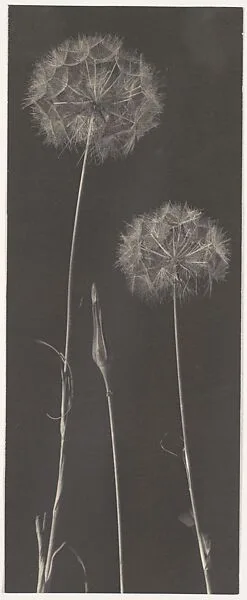 Dandelions — Frederick H. Evans