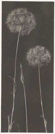 Dandelions