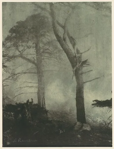 Fog and Cypress Trees