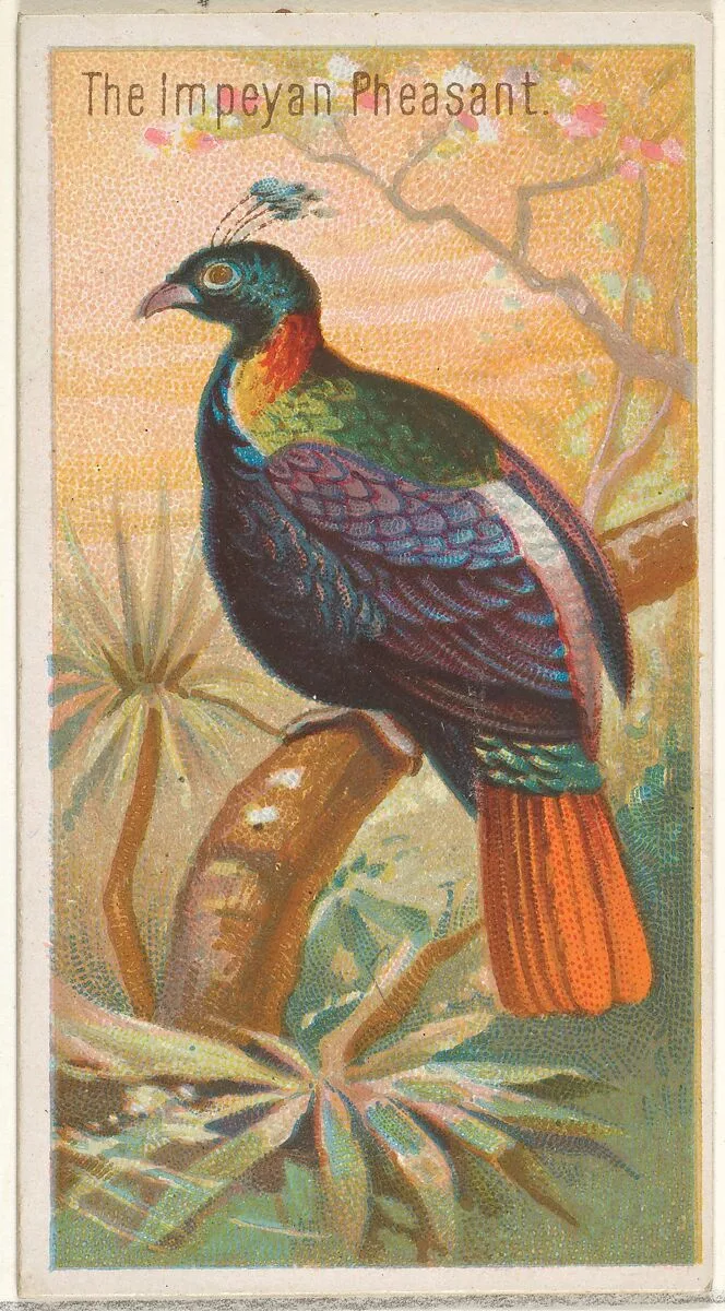 The Impeyan Pheasant, from the Birds of the Tropics series (N5) for Allen & Ginter Cigarettes Brands — Allen & Ginter|George S. Harris & Sons