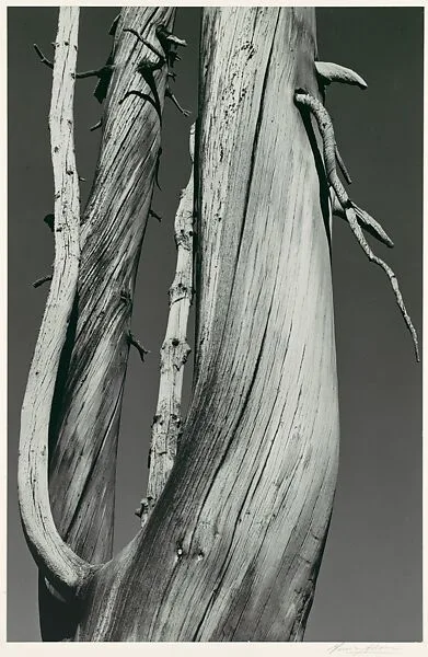 Dead Tree, Dog Lake, Yosemite National Park — Ansel Easton Adams