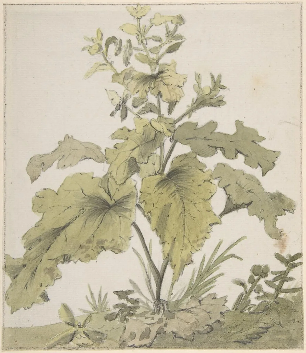 Study of a Plant — Christian Wilhelm Ernst Dietrich