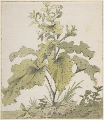 Study of a Plant