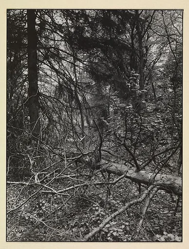 [Fallen Tree in Forest, Germany]
