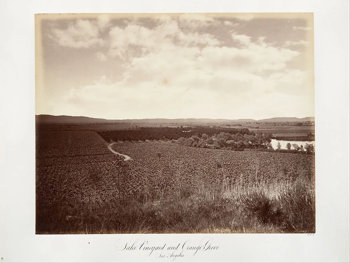 Lake Vineyard and Orange Grove, Los Angeles — Carleton E. Watkins