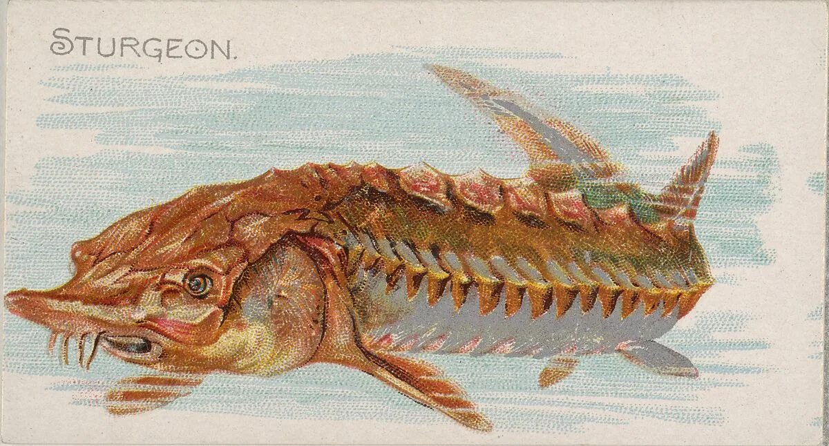 Sturgeon, from the Fish from American Waters series (N8) for Allen & Ginter Cigarettes Brands — Allen & Ginter|Lindner, Eddy & Claus