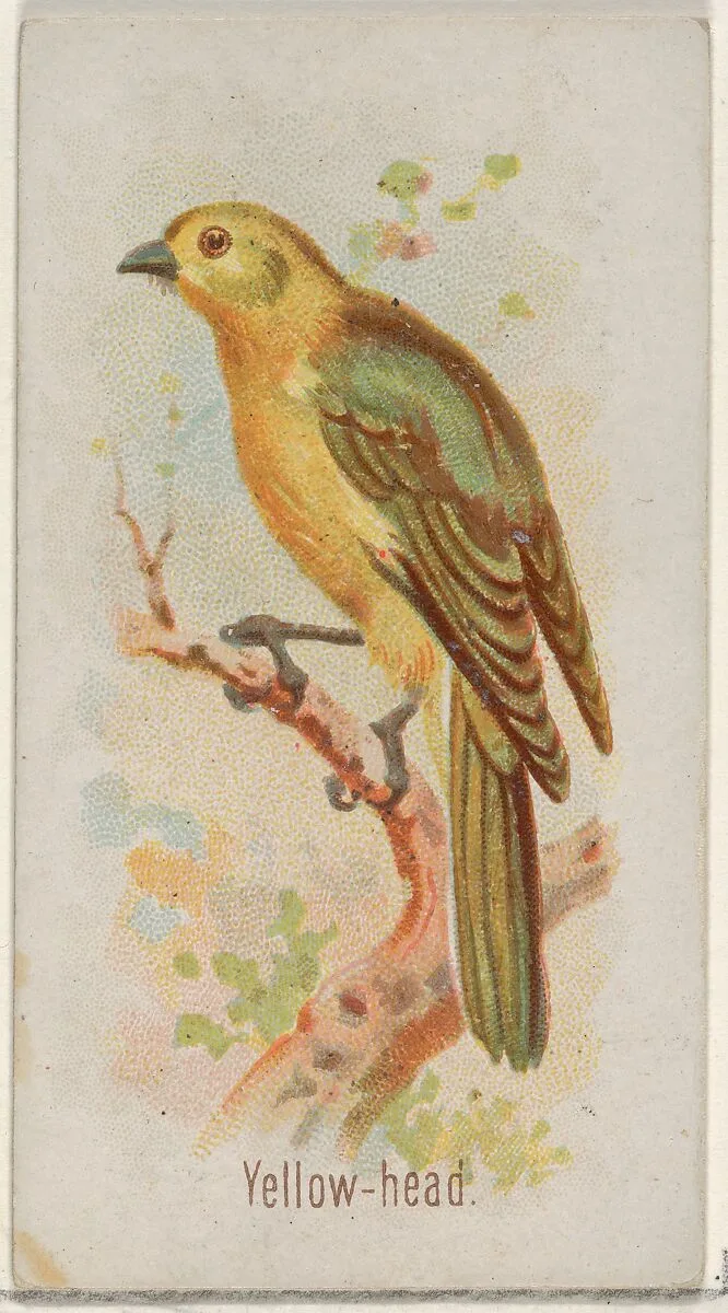 Yellow-head, from the Song Birds of the World series (N23) for Allen & Ginter Cigarettes — George S. Harris & Sons|Allen & Ginter