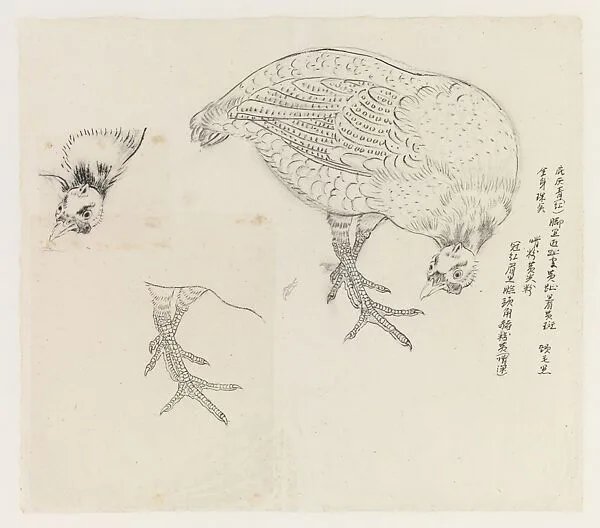 現代 謝稚柳 雉雞畫稿 鏡片|Studies of a Bird — Xie Zhiliu