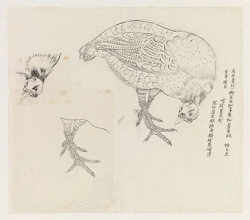 現代 謝稚柳 雉雞畫稿 鏡片|Studies of a Bird