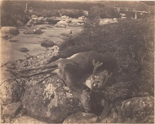 [Dead Stag]