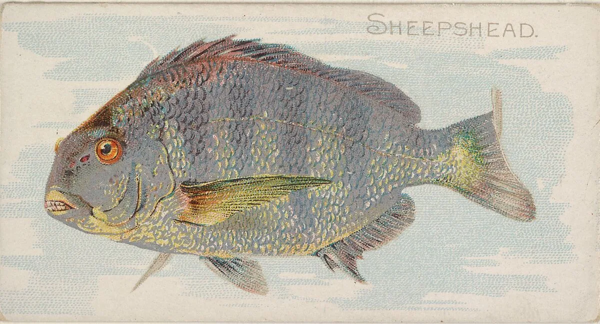 Sheepshead, from the Fish from American Waters series (N8) for Allen & Ginter Cigarettes Brands — Allen & Ginter|Lindner, Eddy & Claus