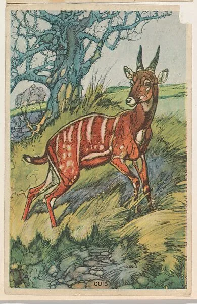 Guib, collector card from the Animal's Pictures series (D12), issued by Roulstons Bread — Roulstons Bread