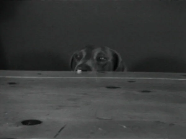 Treat Table — William Wegman