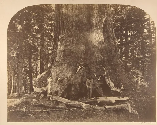 Section of the Grizzly Giant, Mariposa Grove, Yosemite