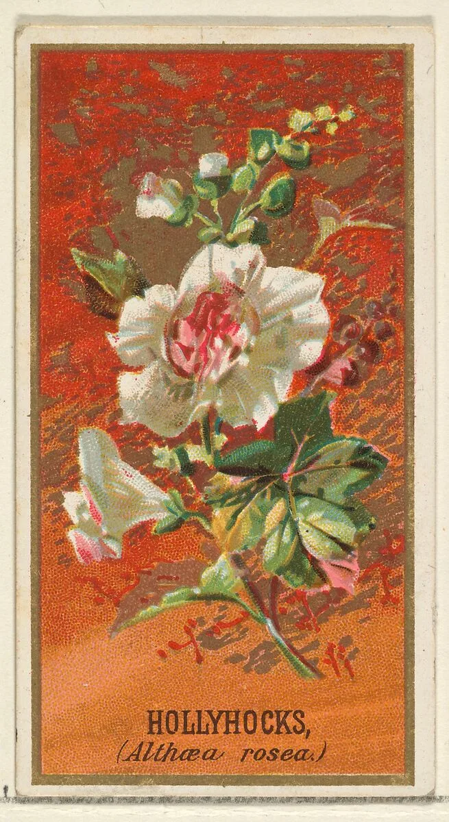 Hollyhocks (Althea rosea), from the Flowers series for Old Judge Cigarettes — Goodwin & Company|George S. Harris & Sons