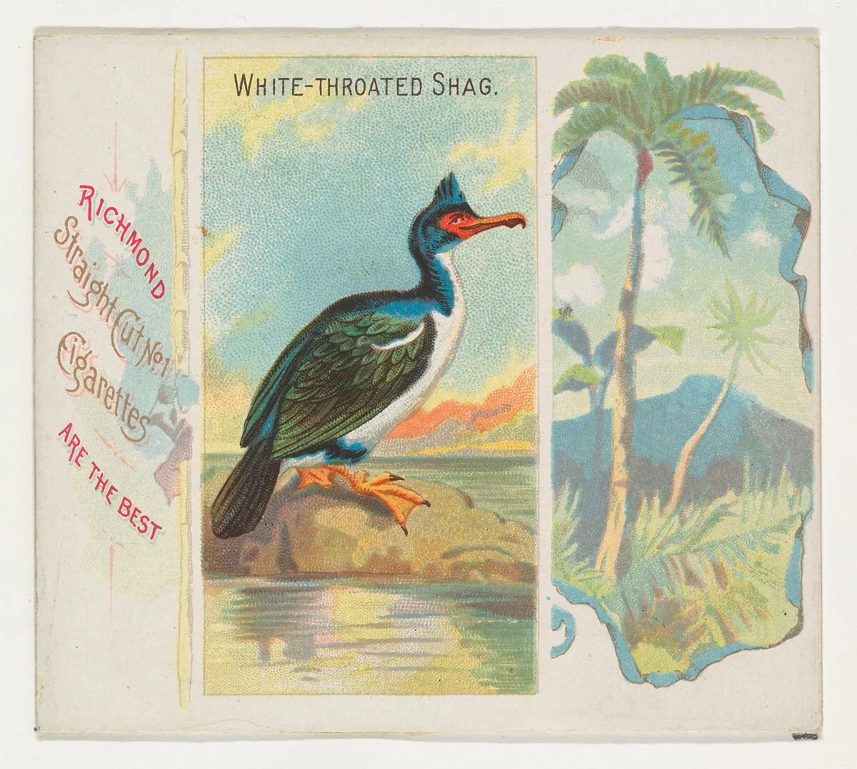 White-Throated Shag, from Birds of the Tropics series (N38) for Allen & Ginter Cigarettes — Allen & Ginter|George S. Harris & Sons