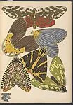 Papillons, Pl. 14 — Emile-Allain Séguy|Tolmer Editeur