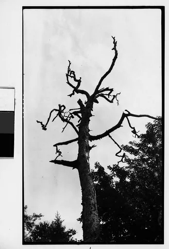 [Dead Tree]