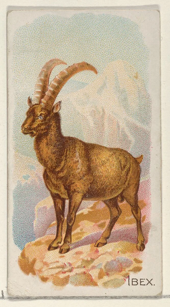 Ibex, from the Quadrupeds series (N21) for Allen & Ginter Cigarettes — Allen & Ginter|Lindner, Eddy & Claus