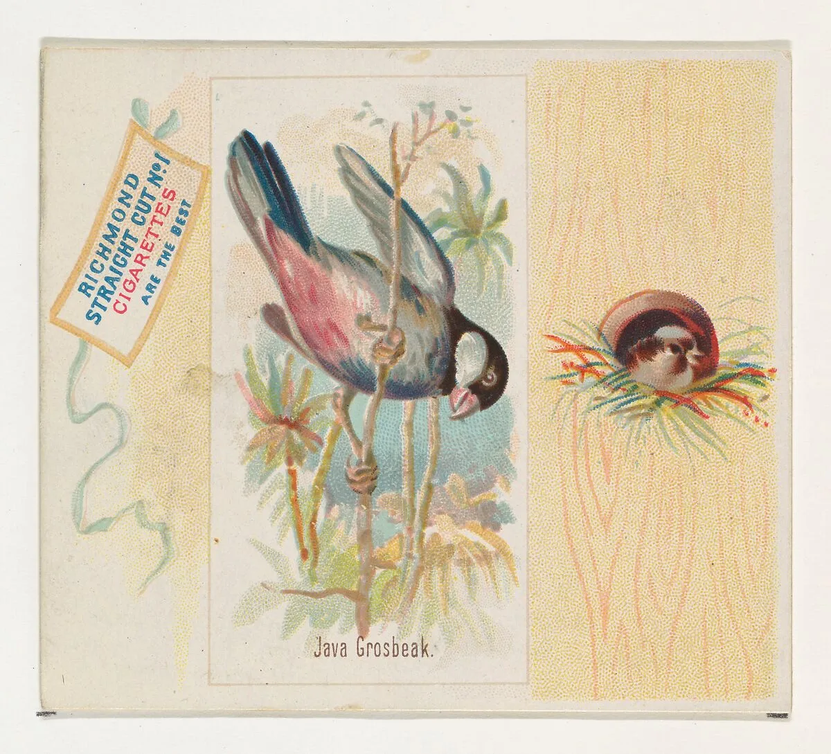 Java Grosbeak, from the Song Birds of the World series (N42) for Allen & Ginter Cigarettes — Allen & Ginter|George S. Harris & Sons