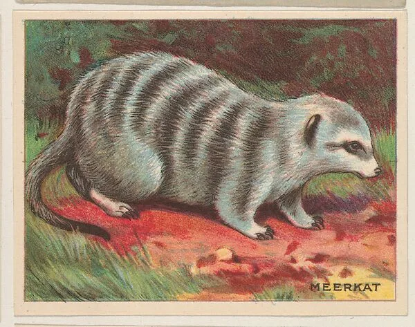 Meerkat, collector card from the Animals series (D9), issued by the Weber Baking Company to promote Onist Milk and Pullman Bread — Weber Baking Company