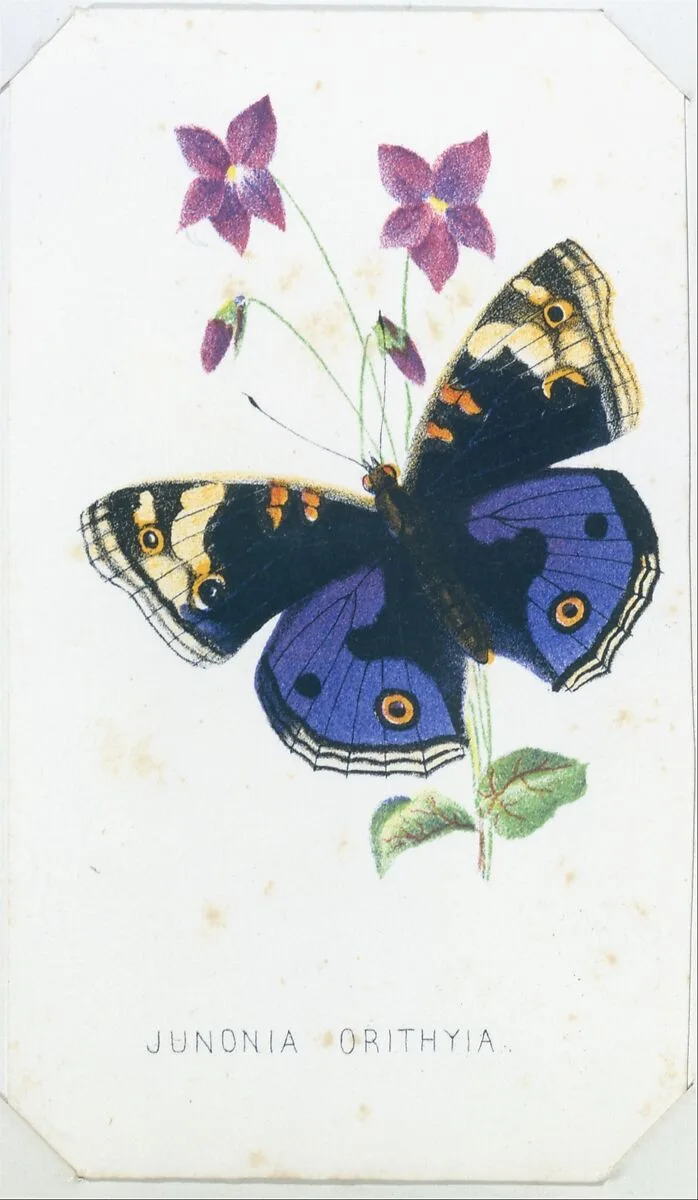 Junonia Orithyia from The Butterflies and Moths of America Part 1 — Louis Prang & Co.
