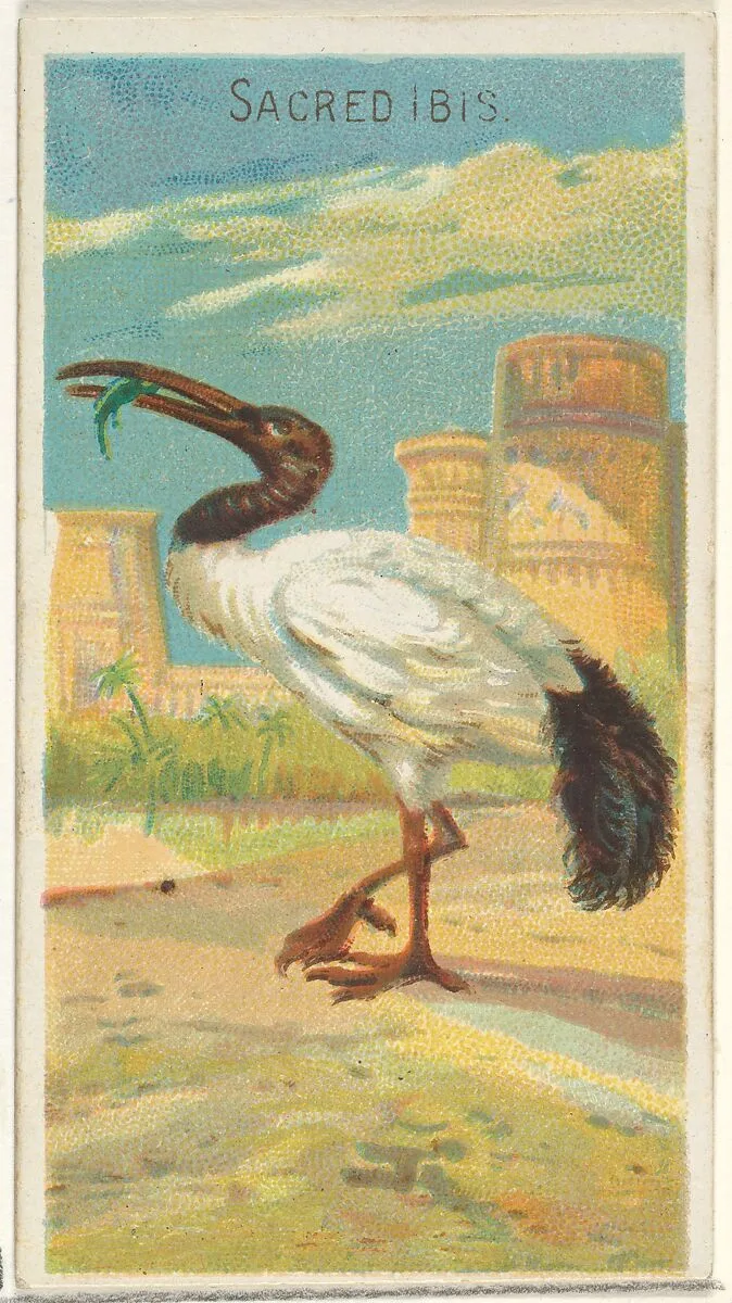 Sacred Ibis, from the Birds of the Tropics series (N5) for Allen & Ginter Cigarettes Brands — Allen & Ginter|George S. Harris & Sons