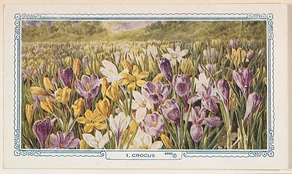1. Crocus, bakery insert card from the Flower Pictures series (D36), issued by the Freihofer Baking Company — Freihofer Baking Company