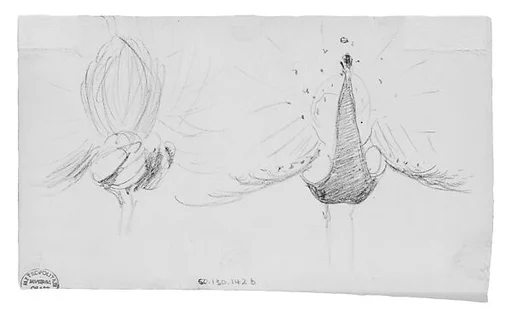 Peacocks