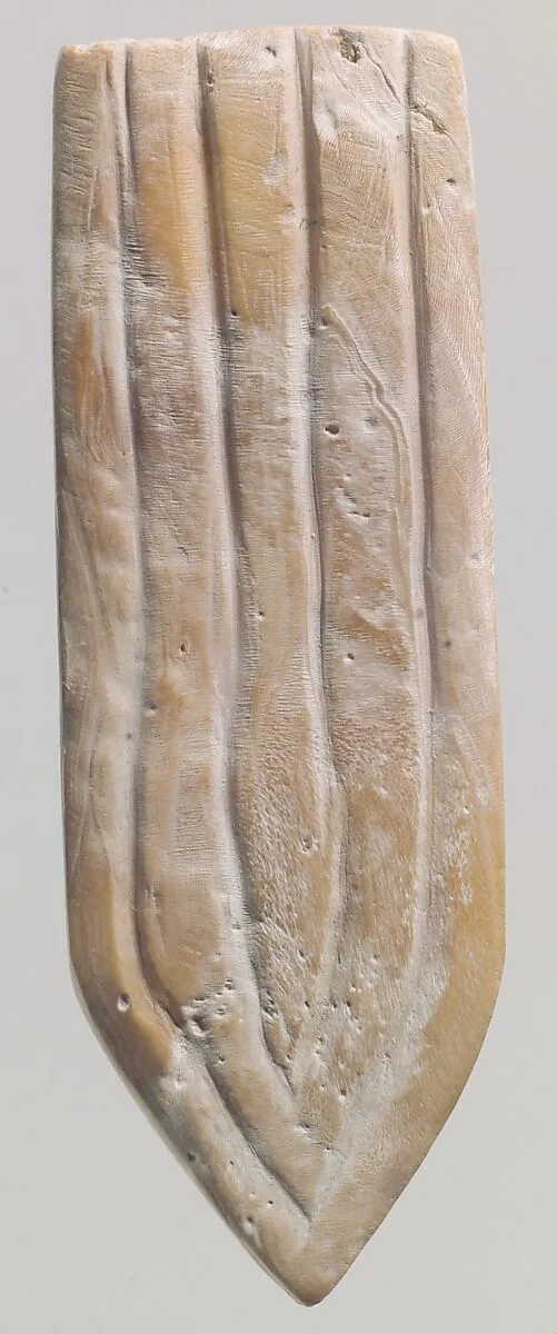 Shell fragment — Unknown