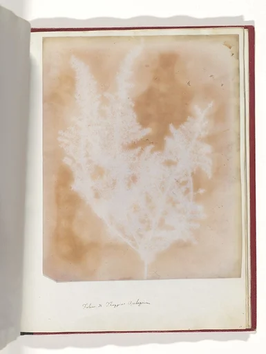 Thapsia Asclepium from Corfu