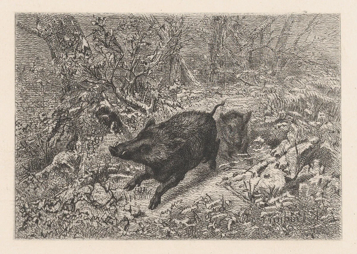 Wild Boar, from "Eaux-Fortes Animaux & Paysages" — Jules Géruzet|Bertauts|Karl Bodmer