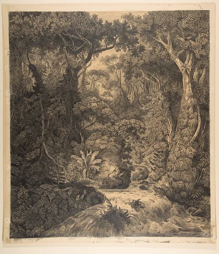Ceylonese Jungle