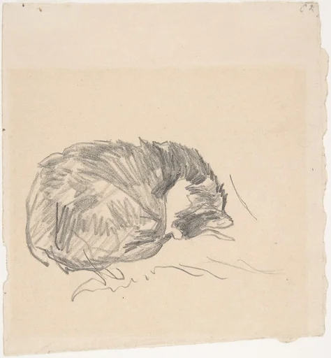 A Cat Curled Up, Sleeping