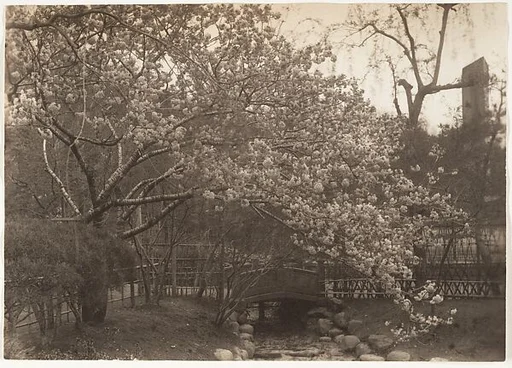 [Cherry Blossoms, Small Bridge over Creek, Japan]