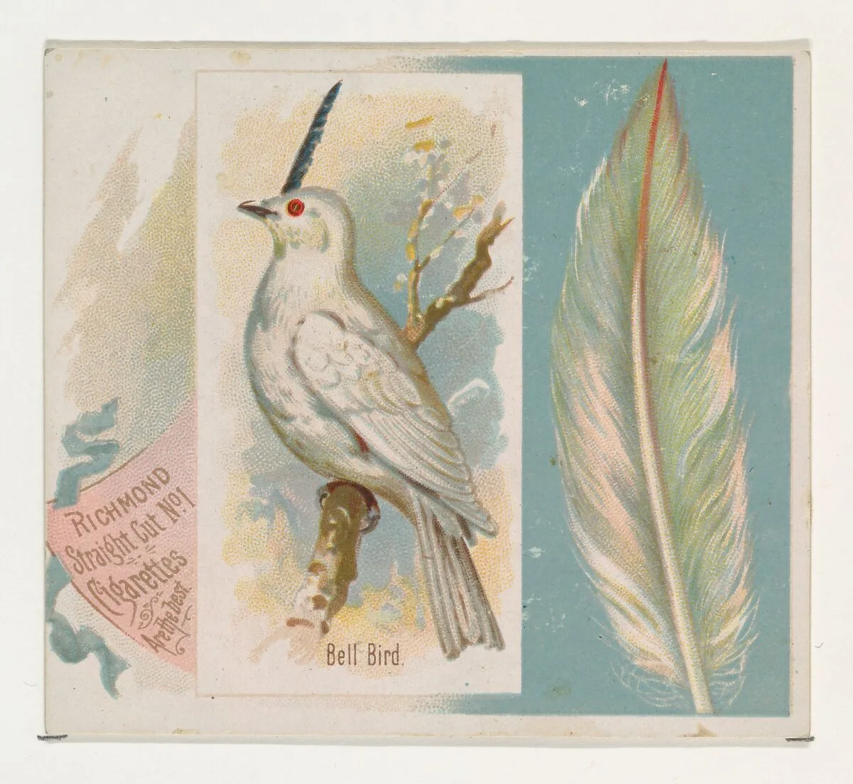 Bell Bird, from the Song Birds of the World series (N42) for Allen & Ginter Cigarettes — Allen & Ginter|George S. Harris & Sons
