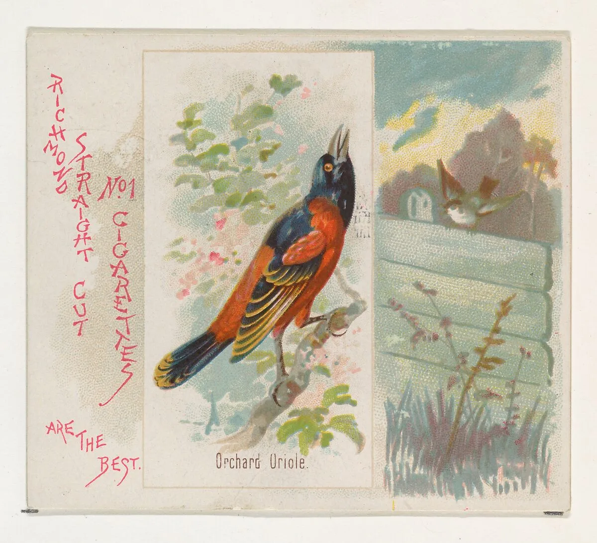 Orchard Oriole, from the Song Birds of the World series (N42) for Allen & Ginter Cigarettes — Allen & Ginter|George S. Harris & Sons