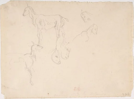 Studies of a Goat